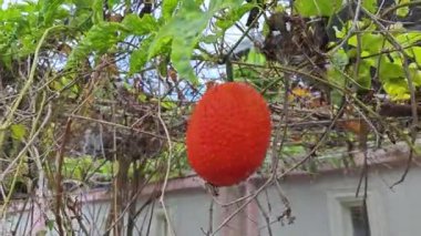 Vahşi sürünen momordika koçinensis asma bitkisi.. 