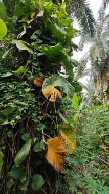 Çiftlikteki aşırı büyümüş sarmaşıkların sürünmesi ve tırmanması sahnesi.