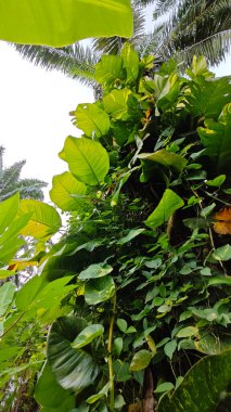 Çiftlikteki aşırı büyümüş sarmaşıkların sürünmesi ve tırmanması sahnesi.