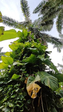 Çiftlikteki aşırı büyümüş sarmaşıkların sürünmesi ve tırmanması sahnesi.