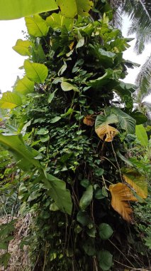 Çiftlikteki aşırı büyümüş sarmaşıkların sürünmesi ve tırmanması sahnesi.