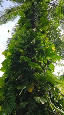 Çiftlikteki aşırı büyümüş sarmaşıkların sürünmesi ve tırmanması sahnesi.