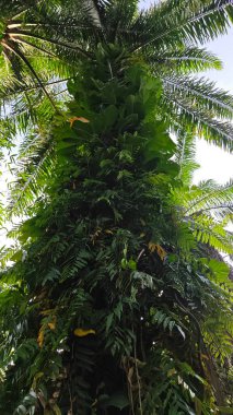 Çiftlikteki aşırı büyümüş sarmaşıkların sürünmesi ve tırmanması sahnesi.