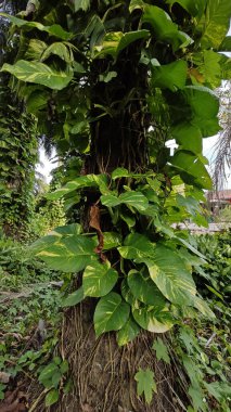 Çiftlikteki aşırı büyümüş sarmaşıkların sürünmesi ve tırmanması sahnesi.