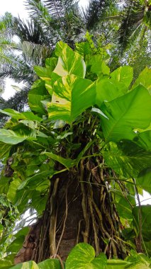 Çiftlikteki aşırı büyümüş sarmaşıkların sürünmesi ve tırmanması sahnesi.