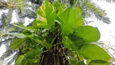 Çiftlikteki aşırı büyümüş sarmaşıkların sürünmesi ve tırmanması sahnesi.