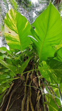 Çiftlikteki aşırı büyümüş sarmaşıkların sürünmesi ve tırmanması sahnesi.