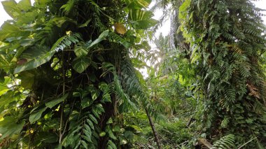 Çiftlikteki aşırı büyümüş sarmaşıkların sürünmesi ve tırmanması sahnesi.