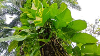 Çiftlikteki aşırı büyümüş sarmaşıkların sürünmesi ve tırmanması sahnesi.