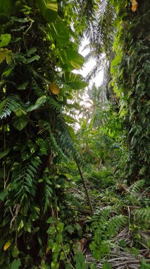 Çiftlikteki aşırı büyümüş sarmaşıkların sürünmesi ve tırmanması sahnesi.
