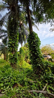 Çiftlikteki aşırı büyümüş sarmaşıkların sürünmesi ve tırmanması sahnesi.