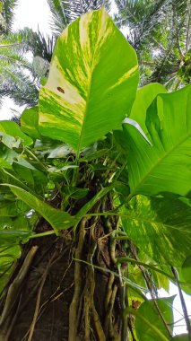 Çiftlikteki aşırı büyümüş sarmaşıkların sürünmesi ve tırmanması sahnesi.