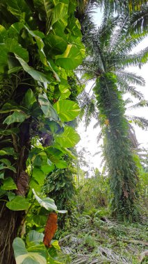 Çiftlikteki aşırı büyümüş sarmaşıkların sürünmesi ve tırmanması sahnesi.