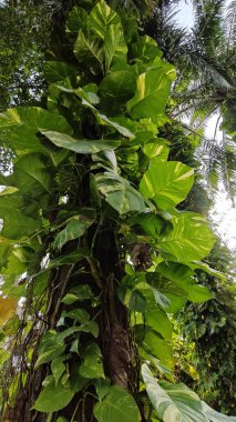 Çiftlikteki aşırı büyümüş sarmaşıkların sürünmesi ve tırmanması sahnesi.