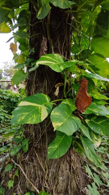 Çiftlikteki aşırı büyümüş sarmaşıkların sürünmesi ve tırmanması sahnesi.