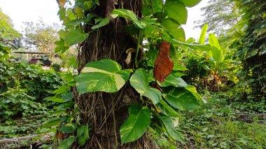 Çiftlikteki aşırı büyümüş sarmaşıkların sürünmesi ve tırmanması sahnesi.