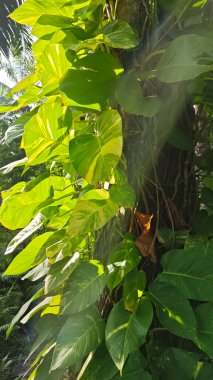 Çiftlikteki aşırı büyümüş sarmaşıkların sürünmesi ve tırmanması sahnesi.