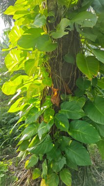 Çiftlikteki aşırı büyümüş sarmaşıkların sürünmesi ve tırmanması sahnesi.