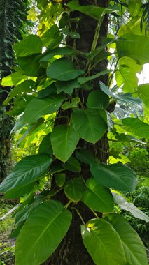 Çiftlikteki aşırı büyümüş sarmaşıkların sürünmesi ve tırmanması sahnesi.