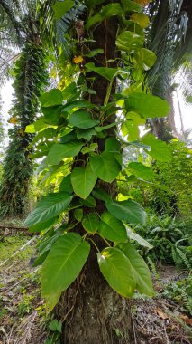 Çiftlikteki aşırı büyümüş sarmaşıkların sürünmesi ve tırmanması sahnesi.