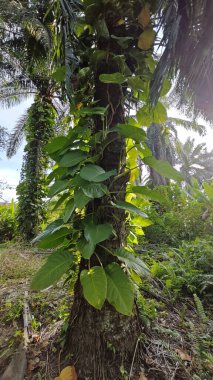 Çiftlikteki aşırı büyümüş sarmaşıkların sürünmesi ve tırmanması sahnesi.