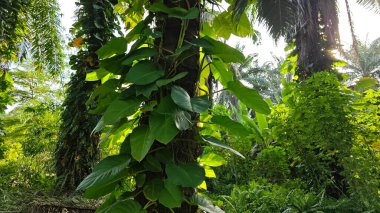 Çiftlikteki aşırı büyümüş sarmaşıkların sürünmesi ve tırmanması sahnesi.