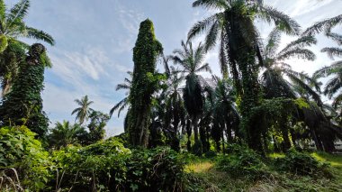 Çiftlikteki aşırı büyümüş sarmaşıkların sürünmesi ve tırmanması sahnesi.