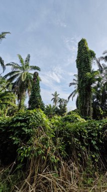Çiftlikteki aşırı büyümüş sarmaşıkların sürünmesi ve tırmanması sahnesi.