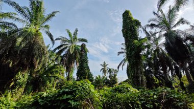 Çiftlikteki aşırı büyümüş sarmaşıkların sürünmesi ve tırmanması sahnesi.