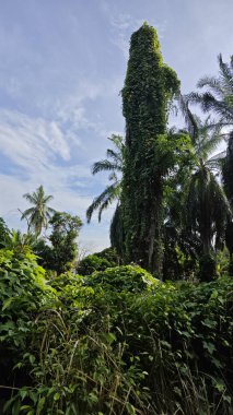 Çiftlikteki aşırı büyümüş sarmaşıkların sürünmesi ve tırmanması sahnesi.