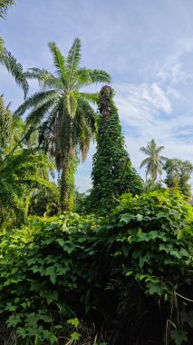 Çiftlikteki aşırı büyümüş sarmaşıkların sürünmesi ve tırmanması sahnesi.