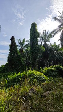 Çiftlikteki aşırı büyümüş sarmaşıkların sürünmesi ve tırmanması sahnesi.