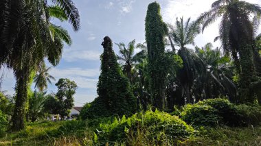 Çiftlikteki aşırı büyümüş sarmaşıkların sürünmesi ve tırmanması sahnesi.