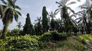 Çiftlikteki aşırı büyümüş sarmaşıkların sürünmesi ve tırmanması sahnesi.