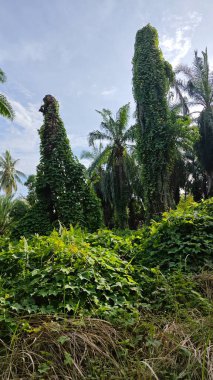 Çiftlikteki aşırı büyümüş sarmaşıkların sürünmesi ve tırmanması sahnesi.