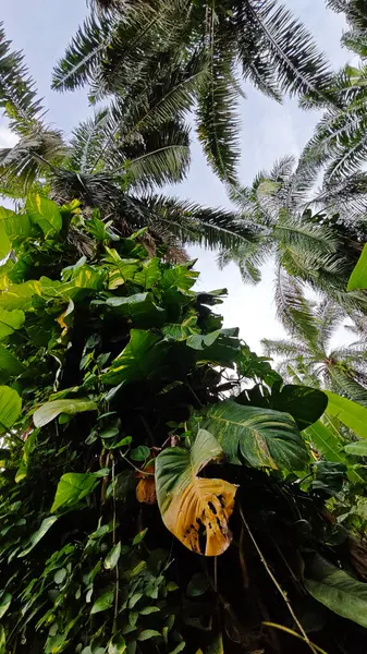 Çiftlikteki aşırı büyümüş sarmaşıkların sürünmesi ve tırmanması sahnesi.