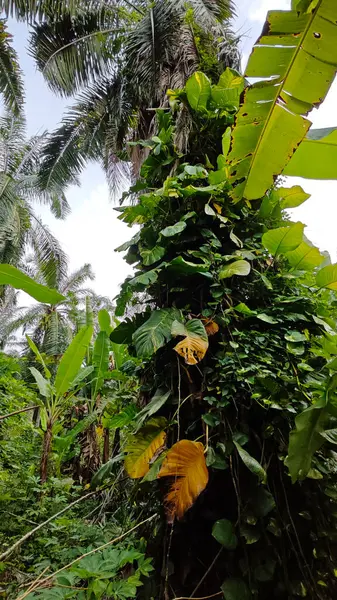 Çiftlikteki aşırı büyümüş sarmaşıkların sürünmesi ve tırmanması sahnesi.