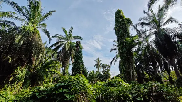 Çiftlikteki aşırı büyümüş sarmaşıkların sürünmesi ve tırmanması sahnesi.