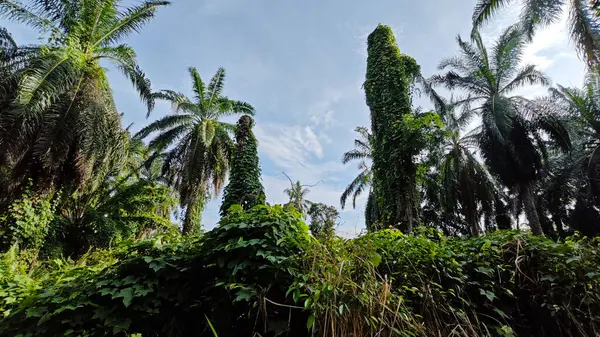 Çiftlikteki aşırı büyümüş sarmaşıkların sürünmesi ve tırmanması sahnesi.