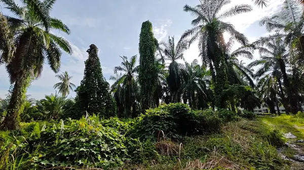 Çiftlikteki aşırı büyümüş sarmaşıkların sürünmesi ve tırmanması sahnesi.