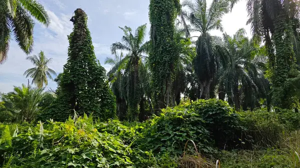 Çiftlikteki aşırı büyümüş sarmaşıkların sürünmesi ve tırmanması sahnesi.