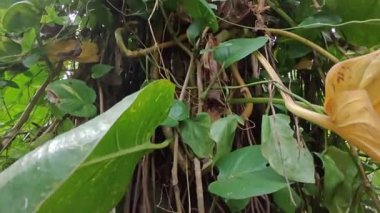 Çiftlikteki aşırı büyümüş sarmaşıkların sürünmesi ve tırmanması sahnesi.