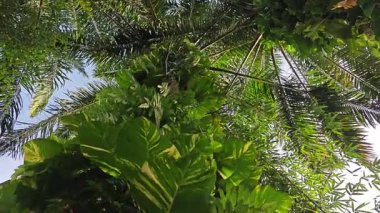 Çiftlikteki aşırı büyümüş sarmaşıkların sürünmesi ve tırmanması sahnesi.