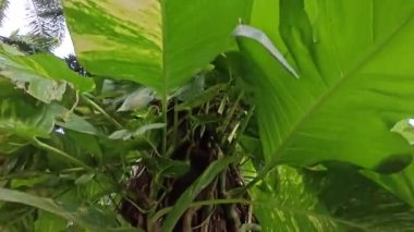 Çiftlikteki aşırı büyümüş sarmaşıkların sürünmesi ve tırmanması sahnesi.