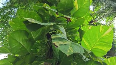 Çiftlikteki aşırı büyümüş sarmaşıkların sürünmesi ve tırmanması sahnesi.