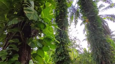 Çiftlikteki aşırı büyümüş sarmaşıkların sürünmesi ve tırmanması sahnesi.