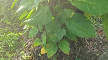 Çiftlikteki aşırı büyümüş sarmaşıkların sürünmesi ve tırmanması sahnesi.