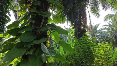 Çiftlikteki aşırı büyümüş sarmaşıkların sürünmesi ve tırmanması sahnesi.