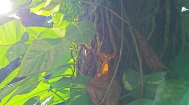 Çiftlikteki aşırı büyümüş sarmaşıkların sürünmesi ve tırmanması sahnesi.