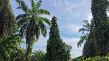 Çiftlikteki aşırı büyümüş sarmaşıkların sürünmesi ve tırmanması sahnesi.